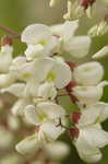 Black locust